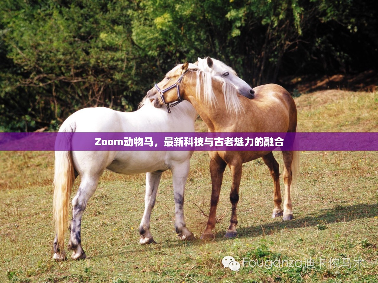 Zoom動物馬，最新科技與古老魅力的融合