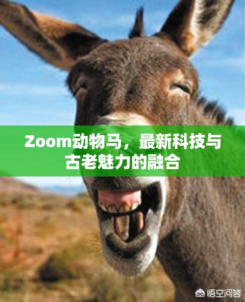 Zoom動物馬，最新科技與古老魅力的融合
