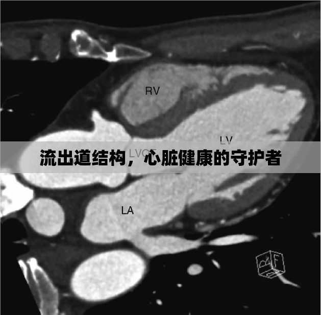 流出道結(jié)構(gòu)，心臟健康的守護者