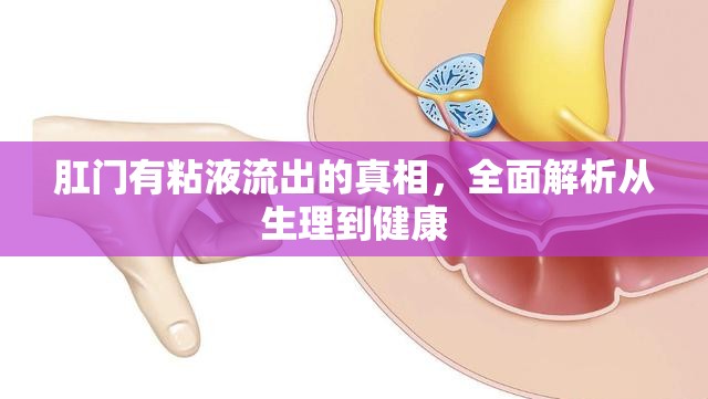 肛門粘液流出，生理原因與健康影響深度解析