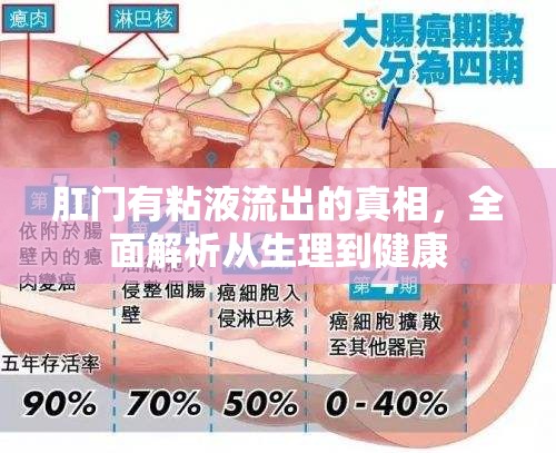 肛門粘液流出，生理原因與健康影響深度解析