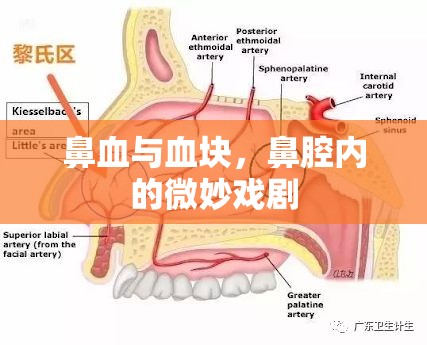鼻腔內(nèi)的微妙戲劇，鼻血與血塊的解析