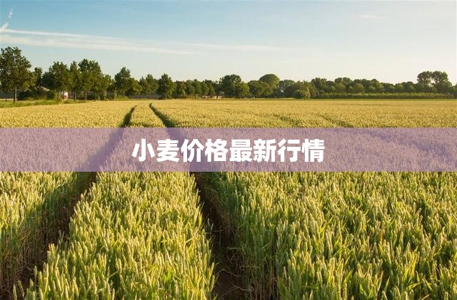 小麥價格最新行情