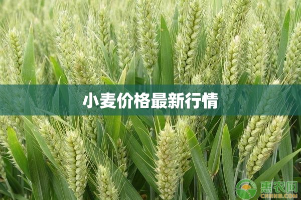 小麥價格最新行情