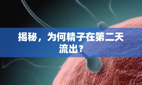 精子流出現(xiàn)象揭秘，第二天的生理機制解析