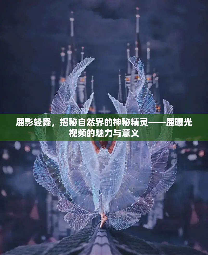 鹿影輕舞，揭秘自然界的神秘精靈——鹿曝光視頻的魅力與意義