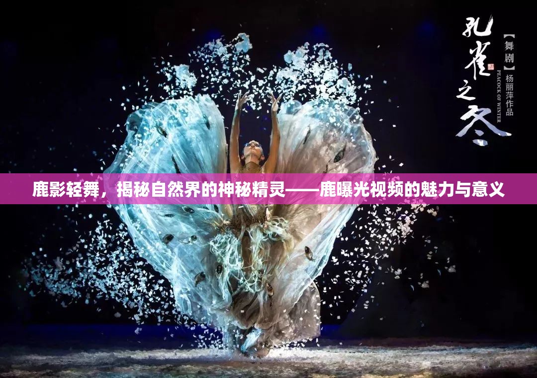 鹿影輕舞，揭秘自然界的神秘精靈——鹿曝光視頻的魅力與意義