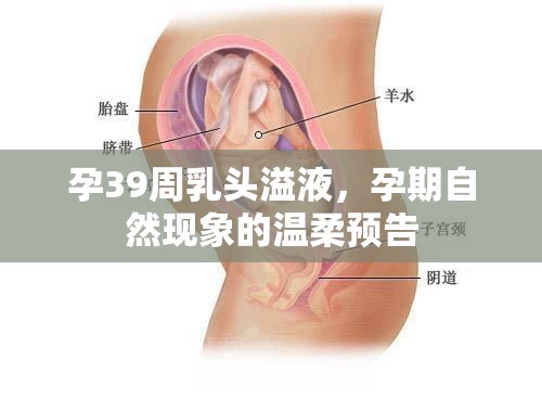 孕晚期乳頭溢液，孕期自然變化的溫馨信號(hào)