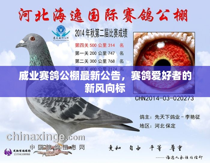 威業(yè)賽鴿公棚最新公告，賽鴿愛(ài)好者的新風(fēng)向標(biāo)