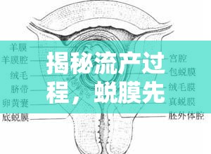 流產過程解析，蛻膜流出順序及其影響