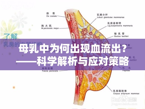 母乳中異常出血現(xiàn)象，科學探究與處理指南
