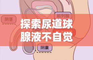 尿道球腺液自然流出的生理機(jī)制解析