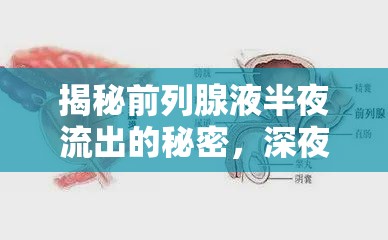 深夜前列腺液流出，生理現(xiàn)象的深度解析