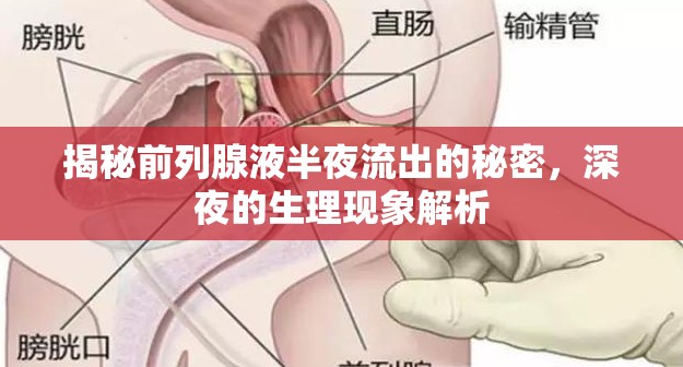 深夜前列腺液流出，生理現(xiàn)象的深度解析
