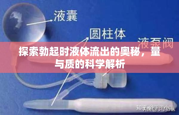 勃起時(shí)液體流出，科學(xué)探究量與質(zhì)的奧秘