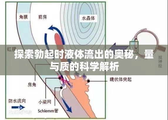 勃起時(shí)液體流出，科學(xué)探究量與質(zhì)的奧秘