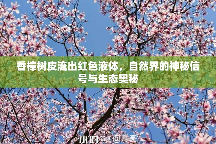 香樟樹(shù)皮的紅色奇跡，探索自然界的生態(tài)奧秘