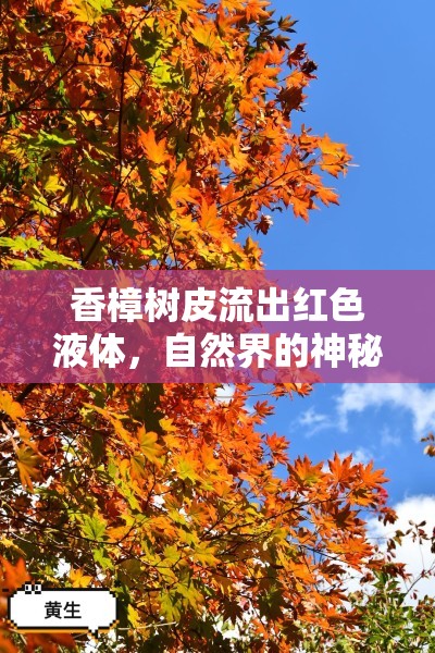香樟樹(shù)皮的紅色奇跡，探索自然界的生態(tài)奧秘