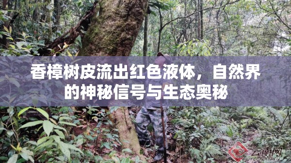 香樟樹(shù)皮的紅色奇跡，探索自然界的生態(tài)奧秘