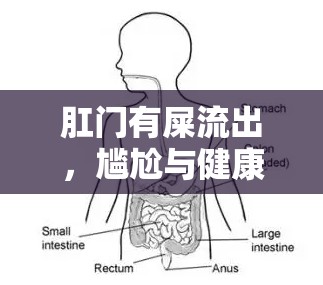 肛門有屎流出，尷尬與健康警報(bào)的背后真相