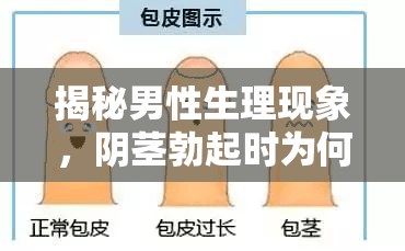男性生理揭秘，勃起時(shí)透明液體的奧秘