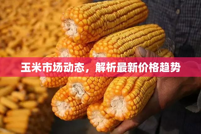 玉米市場(chǎng)最新動(dòng)態(tài)與價(jià)格趨勢(shì)解析