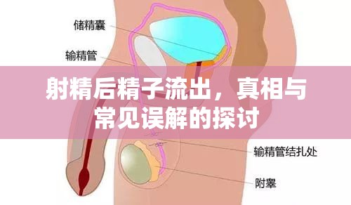 射精后精子流出，真相與常見誤解的探討