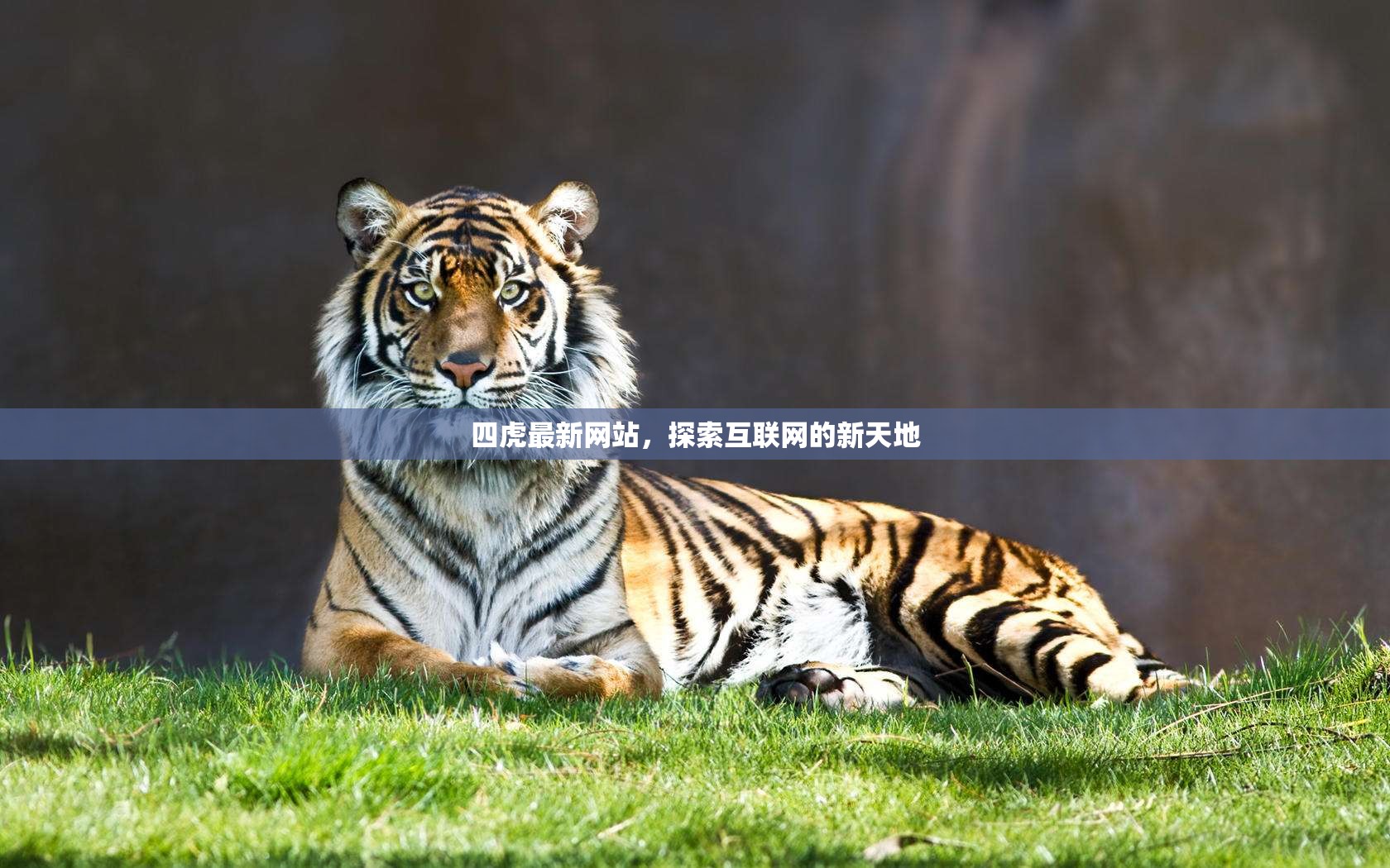 四虎最新網(wǎng)站，探索互聯(lián)網(wǎng)的新天地