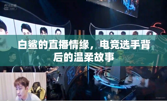 白鯊直播，電競(jìng)戰(zhàn)場(chǎng)上的柔情篇章