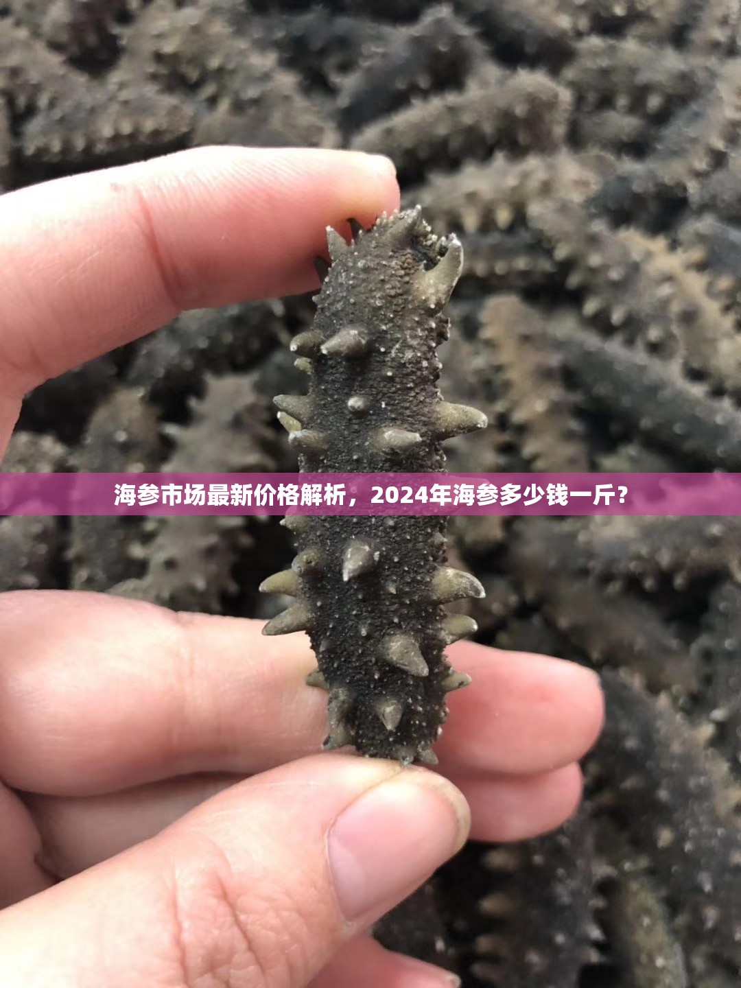 2024年海參市場(chǎng)行情分析，價(jià)格走勢(shì)及一斤價(jià)格預(yù)測(cè)