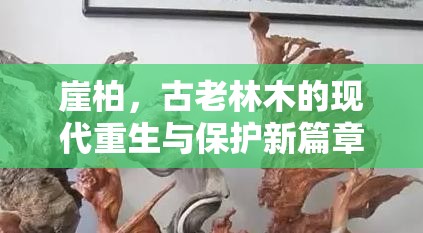 崖柏，古木新生與現(xiàn)代保護(hù)的交響曲