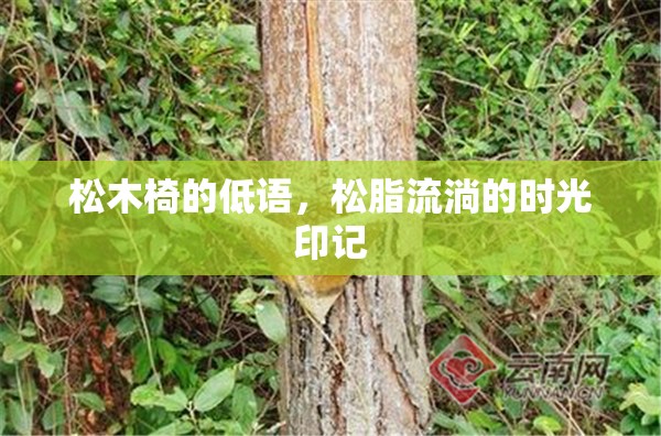 松木椅的低語，松脂流淌的時光印記