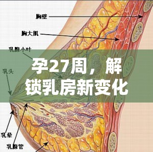 孕27周乳房變化，乳頭液體流出的奧秘與護(hù)理技巧