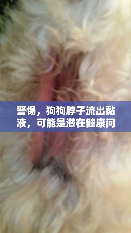 狗狗脖子黏液流出，潛在健康問(wèn)題的警示