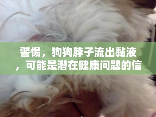 狗狗脖子黏液流出，潛在健康問(wèn)題的警示