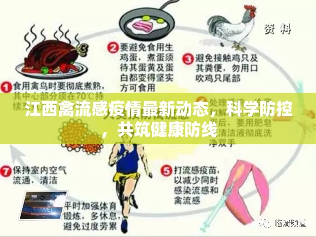 江西禽流感疫情，科學(xué)防控策略與健康防線構(gòu)建