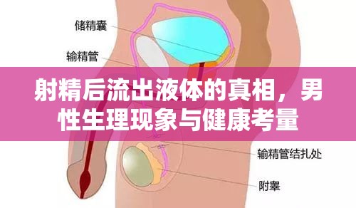 男性生理，射精后液體流出的真相與健康影響