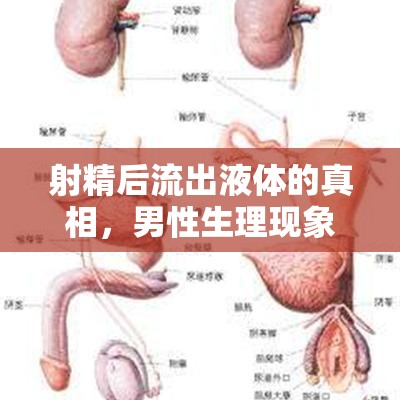 男性生理，射精后液體流出的真相與健康影響