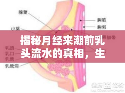 月經(jīng)前乳頭溢液，生理原因與健康指導