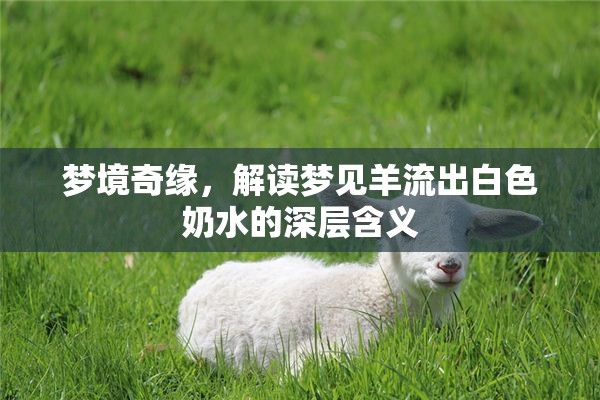 夢境奇緣，解讀夢見羊流出白色奶水的深層含義