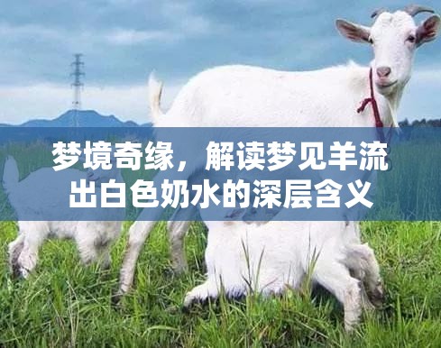 夢境奇緣，解讀夢見羊流出白色奶水的深層含義