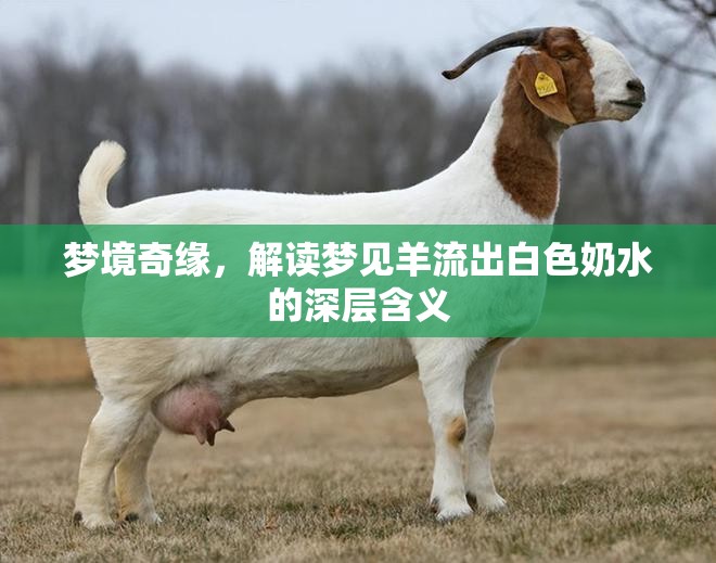 夢境奇緣，解讀夢見羊流出白色奶水的深層含義