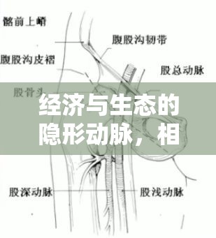 經(jīng)濟(jì)與生態(tài)的隱形動(dòng)脈，相對(duì)流出量的理解與探索