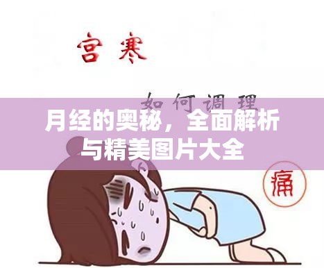 探索月經(jīng)的奧秘，全面解析與視覺(jué)圖鑒
