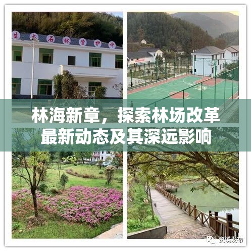 林場變革新篇章，深入剖析改革動(dòng)態(tài)與長遠(yuǎn)影響