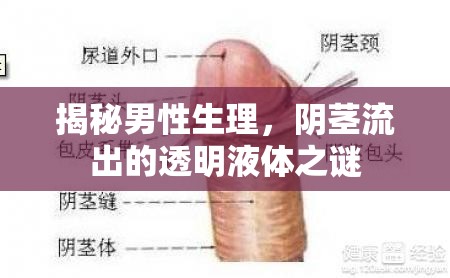 揭秘男性生理，陰莖流出的透明液體之謎