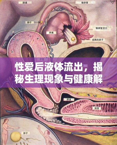 性愛后液體流出，生理現(xiàn)象解析與健康影響
