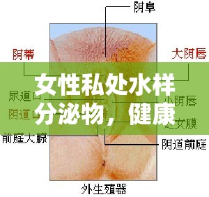 女性私處水樣分泌物，健康與生理現(xiàn)象的全面解讀
