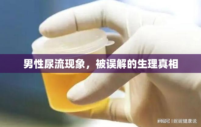 男性尿流現(xiàn)象，生理真相與常見誤解解析
