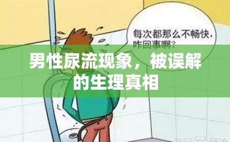 男性尿流現(xiàn)象，生理真相與常見誤解解析